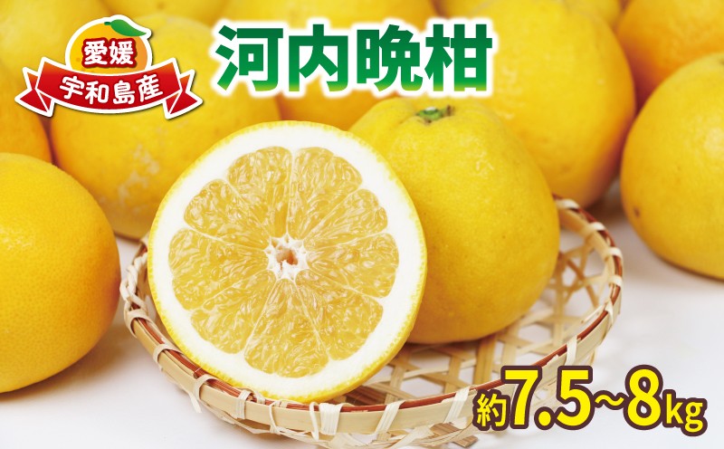 
            河内晩柑 7.5~8kg サイズ ミックス 上杉果樹園 先行予約 晩柑 かわちばんかん 和製 グレープフルーツ 愛媛ミカン 愛媛蜜柑 愛媛県産みかん 蜜柑 みかん mikan 爽やか 宇和島みかん 果物 くだもの フルーツ 柑橘 数量限定 産地直送 国産 愛媛 宇和島 B010-056003
          