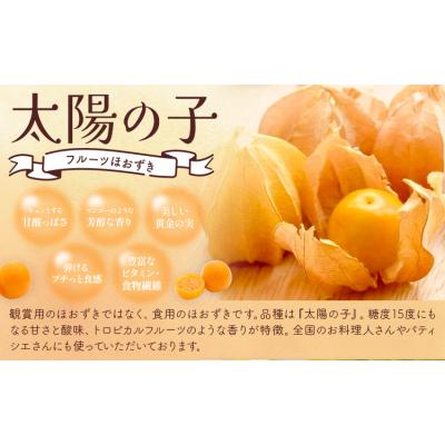 ふるさと納税 日高町 【先行予約 】フルーツ ほおずき 太陽の子 約500g のざわ農園《10月上旬-11月上旬頃出荷》 |  | 01