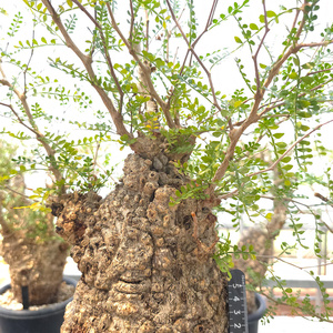 オペルクリカリア・パキプス「塊根植物の王様」(発根管理済) Z10｜観葉植物 コーデックス 盆栽 鉢植え インテリア ハコネコ [0596]