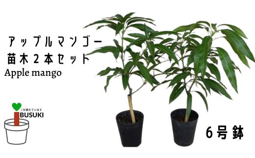 
1月上旬～発送【観葉植物】アップルマンゴー苗木2本セット 6号鉢(前園植物園/045-1361) 南国鹿児島県で育った 観葉植物！植物 鉢付 インテリア 室内 オフィス おしゃれ プレゼント ギフト 開店祝い 移転祝い マイナスイオン【配送不可地域：北海道・沖縄県・離島】
