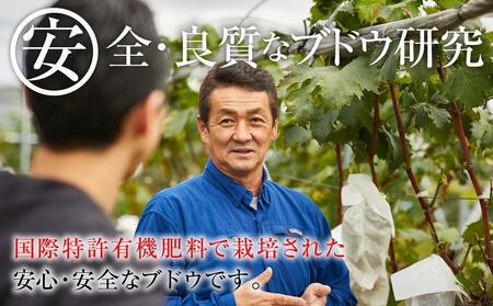 【先行予約】2025　P　クイーンルージュ®　粒採り6パック 　約1キロ　長野県産【10月中旬頃～順次発送予定】国際特許有機肥料栽培