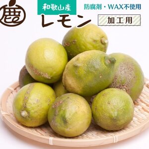 加工用黒潮レモン5kg+150g(傷み補償分)【有田産】【防腐剤・WAX不使用】【訳あり】【果汁用】【配送不可地域：離島・北海道・沖縄県】【1306178】