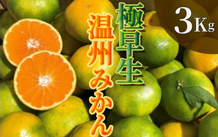 【先行予約】湯の花　極早生温州みかん３kg　【早生 極早生 温州 みかん 果物 果物 フルーツ 旬 柑橘 甘い 新鮮 伊豆 南伊豆 】