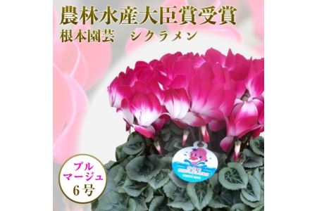 【先行予約】シクラメン プルマージュ 6号鉢 花ギフト 根本園芸 | 福島県 南相馬市 農林水産大臣賞