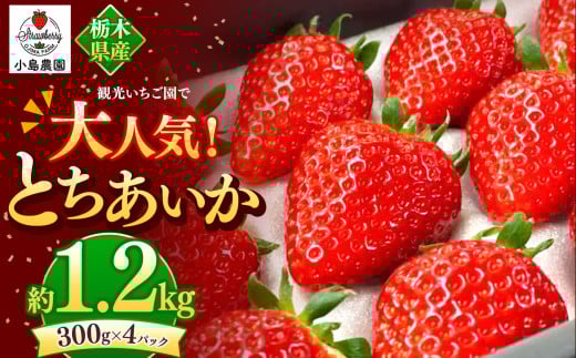 観光農園で大人気！とちあいか｜1200g 希少 柔らかい 果肉 大粒 ジューシー 果汁 いちご 苺 特産品 ストロベリー strawberry スイーツ お取り寄せ ご褒美 贈答用 プレゼント ご褒美 栃木県 真岡市