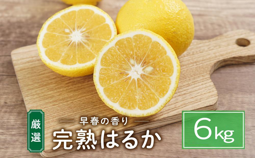 
                  完熟はるか 6kg ドルチェみかん
                