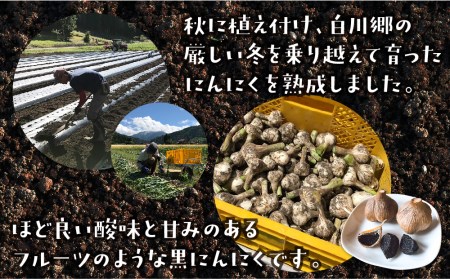 黒にんにく 熟成発酵にんにく 150g×2袋 甘さが自慢！ 白川郷産 黒ニンニク 岐阜県 飛騨 大田ファーム 白川村 戸ヶ野 にんにく 10000円 1万円 [S013]