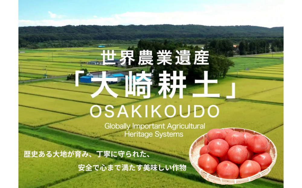 デリシャスファームのトマト(麗月)1キロ箱