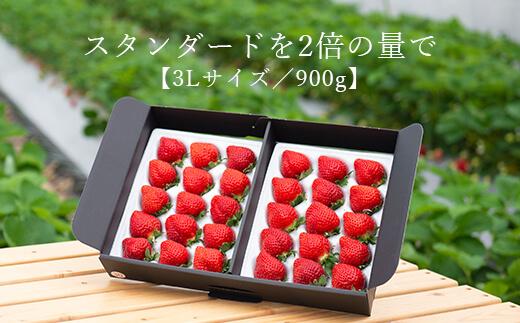 【2025年3月～4月お届け】★たっぷり！2倍の量★武下さんちの「完熟あまおう」3Lサイズ 900g入り
