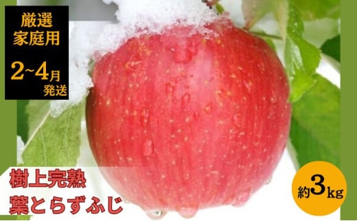 りんご 【 2月～4月発送 】 青森県産 CA貯蔵 樹上完熟葉とらずふじ 家庭用 厳選品 約 3kg 【 弘前市産 青森りんご 】