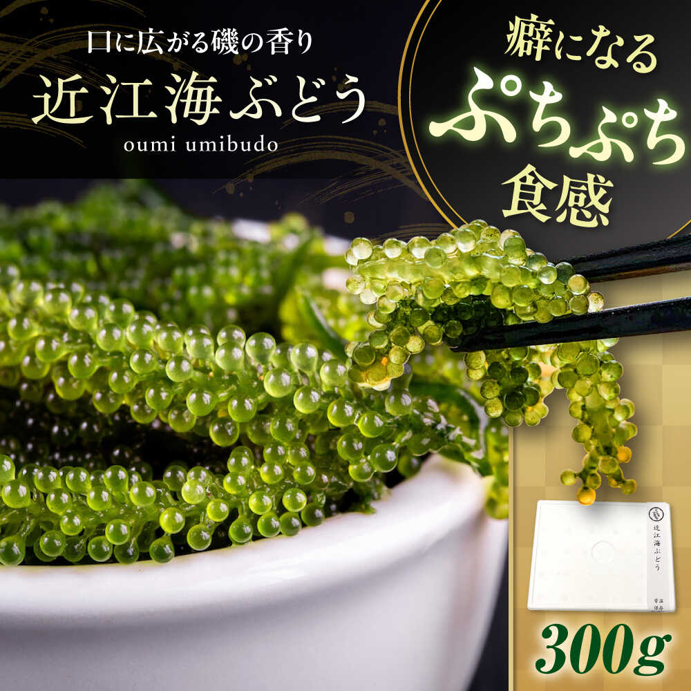 【ふるさと納税】近江海ぶどう 300g 滋賀県長浜市/ワボウ電子株式会社[AQBA016] 海ぶどう 海ブドウ 海藻 海産物 新鮮 海鮮サラダ おいしい ダイエット ワボウ電子 滋賀 長浜 人気 おすすめ グルメ 海藻 おかず 惣菜