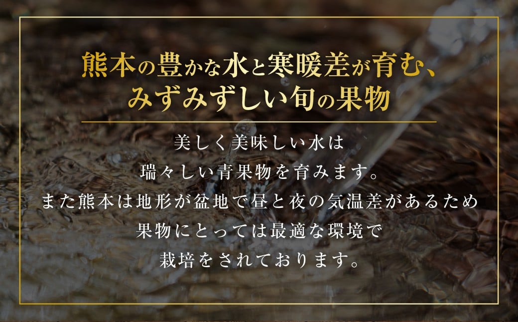 熊本産 金色羅皇 1玉 7キロ以上 西瓜 すいか スイカ 果物 フルーツ