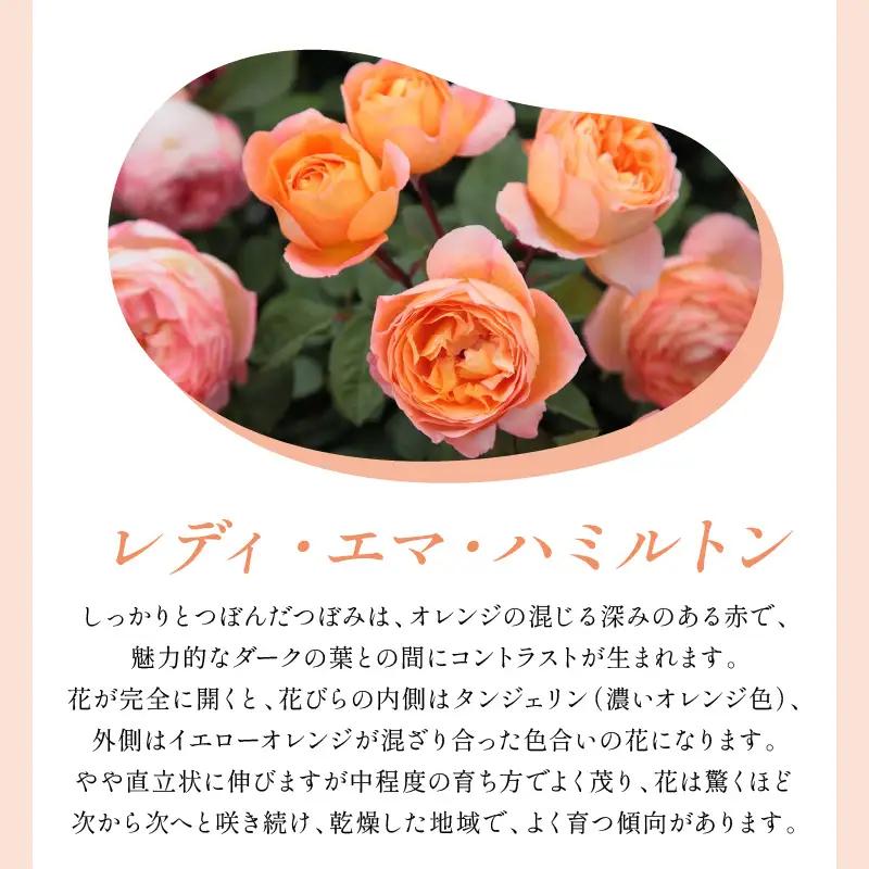 【イングリッシュローズ】デビッド・オースチン レディ・エマ・ハミルトン 6L鉢苗（バラ専用肥料付）【025D-051】