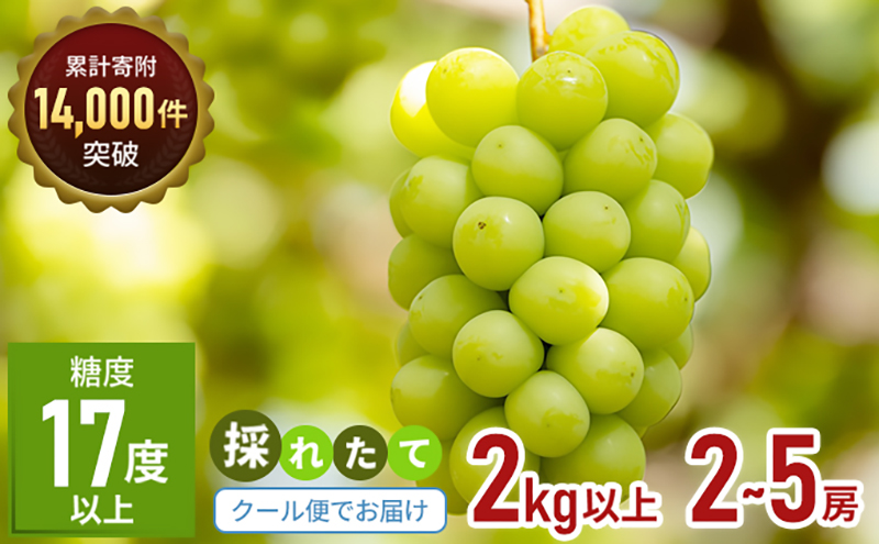 食卓応援品　シャインマスカット（ご家庭用）約2kg 家庭用 マスカット 葡萄 ぶどう ブドウ フルーツ 果物 くだもの 果実 旬の果物 旬のフルーツ 香川 香川県 東かがわ市