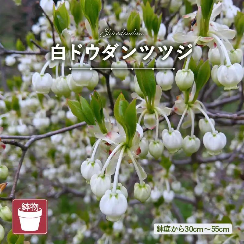 【先行予約】白ドウダンツツジ 苗木 (鉢物)【2027年4月上旬以降順次発送】【ドウダンツツジ フラワー 花 】 [m47-a029]