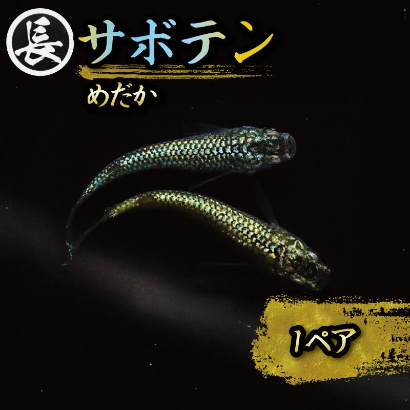 【ふるさと納税】 めだか サボテン 1ペア メダカ 飼育 初心者 魚介 魚類 魚 水槽 インテリア 生物 鑑賞 アクアリウム 熱帯魚 観賞魚 ペット 癒し 趣味 自然 エコ 生態系 淡水魚 淡水魚飼育 丸長 牧之原市 静岡県