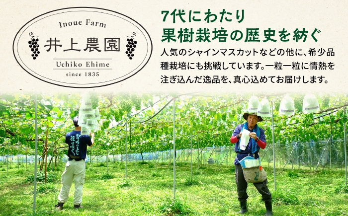シャインマスカット しゃいんますかっと マスカット muscat フルーツ くだもの 果物 完熟 高糖度 ギフト 贈り物