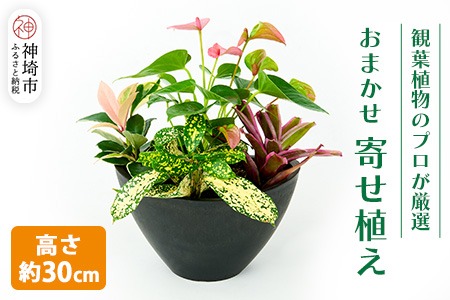 オリジナルアレンジ観葉植物　Sサイズ【寄せ植え インテリア リビング 室内 グリーン 植物 癒し リフレッシュ】 (H086104)