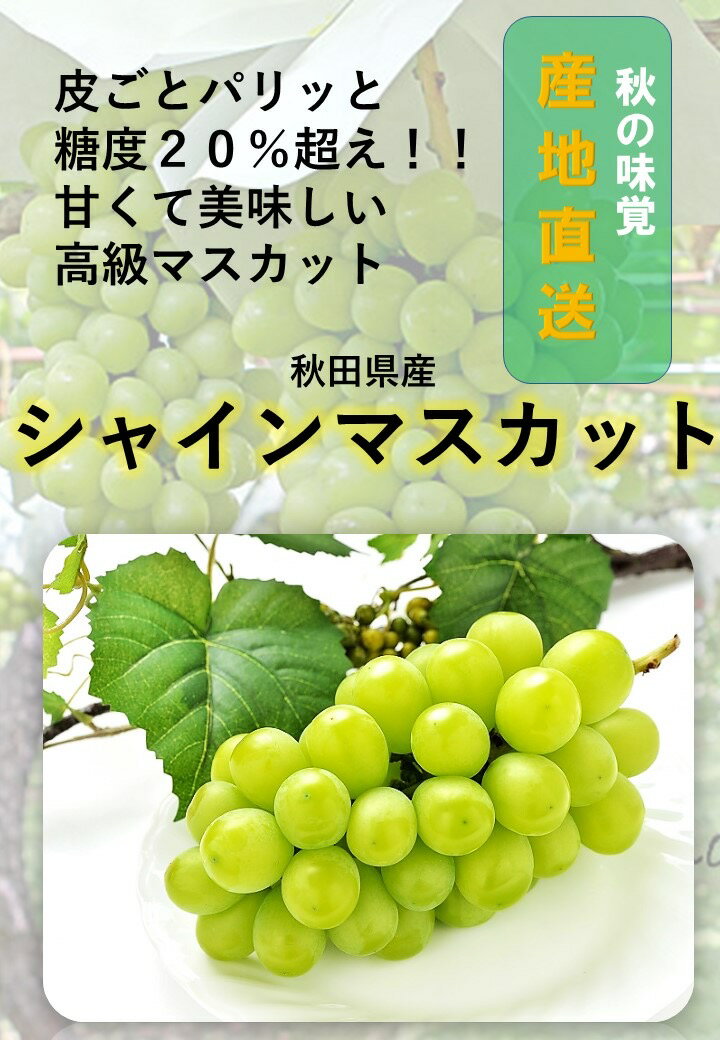 【ふるさと納税】秋田県産シャインマスカット 家庭用 2房【乳酸菌散布】 皮ごと食べられる 種なし ぶどう 葡萄 フルーツ 果物 産地直送 【BARU バイオジャパン吉村株式会社】[B3-9904]