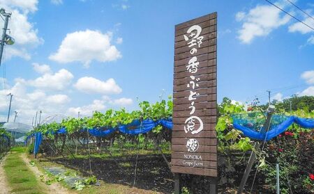 2025年発送 先行予約 訳あり 種あり巨峰＆シャインマスカット約3.8kg 9～13房 果物 ぶどう フルーツ デザート おやつ 長野県産 信州の葡萄 詰め合わせ