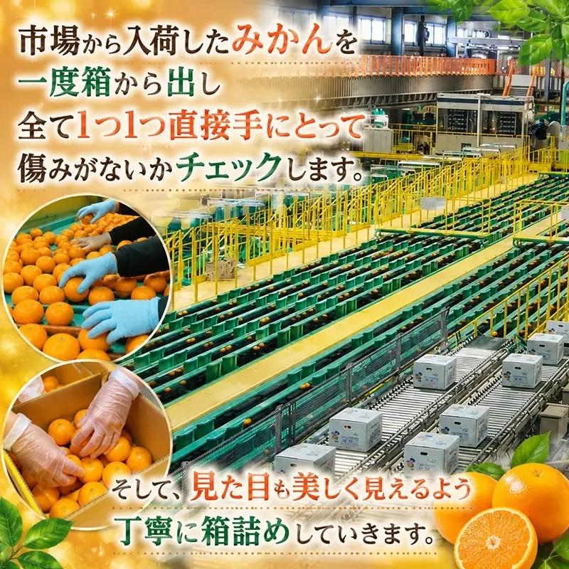 みかん 早生 Mサイズ3kg ミカン 果物 くだもの みかん