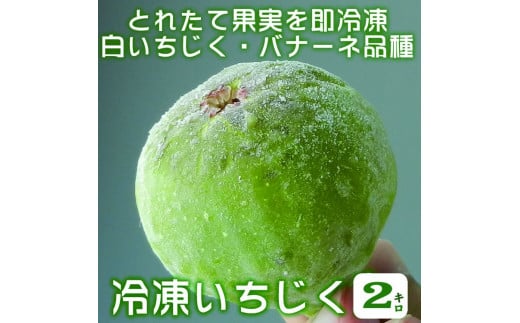 ▼【冷凍】いちじく 2kg 品種：バナーネ (白いちじく・イチジク・無花果 1kg入×2袋／和歌山県有田郡広川町)【クール冷凍便発送】／凍ったまま生食で、いちじくジャムなどの加工に/紀伊国屋文左衛門本舗※離島への配送不可※着日指定不可 【hgtb507-r-2】
