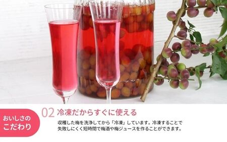 冷凍パープルクィーン 1.6kg（400g×4） / 紀州南高梅 南高梅 青梅 梅 ウメ うめしごと 紀州 梅酒 梅ジュース 梅シロップ 和歌山県 田辺市 【kng031】