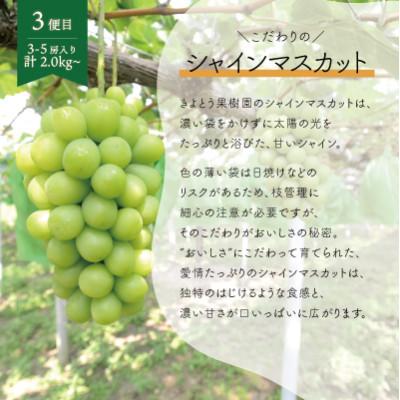 ふるさと納税 真庭市 【発送月固定定期便】【2026年先行予約】桃、ピオーネ、シャインマスカット定期便 (岡山県産)全3回 |  | 03