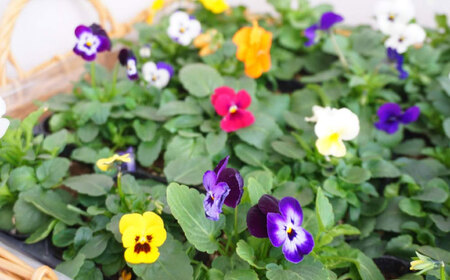 【10月末より順次発送】 生産者直送！ ビオラ 花苗 24ポットセット / 瑞浪市 中山園芸 苗 花 お花 生花 フラワー ガーデニング[AZDC010]