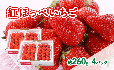 いちご 紅ほっぺいちご 約260g 4パック おすすめ いちご