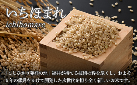【令和7年産・新米】定期便6回 いちほまれ 玄米 5kg×6回（計30kg）《新鮮な高品質米をお届け！》／ 福井県産 ブランド米 ご飯 [aw064-h004]