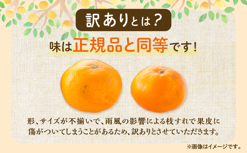 訳あり 温州 みかん 計10kg以上 傷み補償分入り まるひ農園 期間限定 数量限定 フルーツ 果物 くだもの 柑橘 ミカン 国産 食品 デザート おやつ 人気 スイーツ おすすめ ご家庭用 訳アリ 