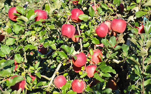 東和ふるさとりんごジュース3種類セット【道の駅とうわセレクト】 【955】