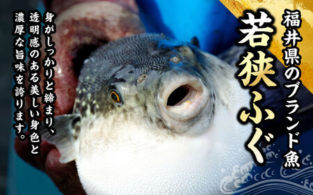 【着日指定】【冷蔵でお届け】国産　若狭ふぐてっさセット 6人前