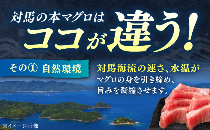 対馬産 本マグロ 4種 計1kg（赤身/中トロ/大トロ/ネギトロ）《対馬市》【対海】[WAH004] マグロ まぐろ 鮪 本鮪 本マグロ 養殖 トロ 中トロ 中とろ 大トロ 大とろ 赤身 ねぎとろ ネ
