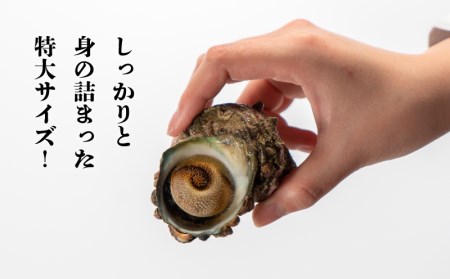 サザエ 1kg 冷凍 下関 サザエ EY