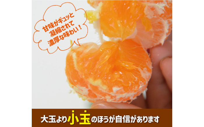 【2025年10月下旬～発送】【甘味が凝縮！】 濃厚 小玉みかん 5kg 温州みかん  2Sサイズ以下 / みかん 小玉 フルーツ 果物 くだもの 柑橘 蜜柑 ミカン / 南島原市 / 長崎県農産品流