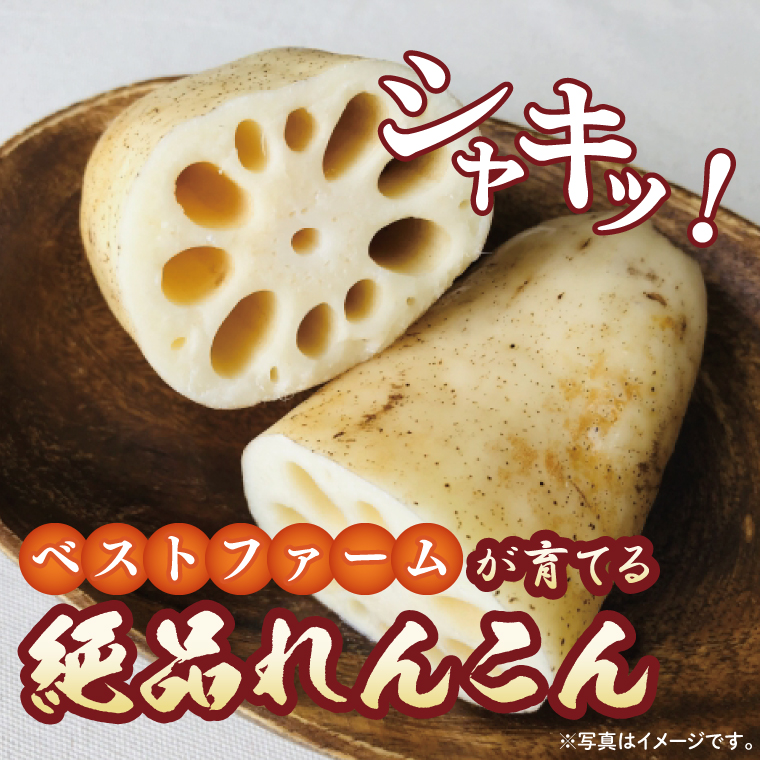 【先行予約】【8月下旬より発送】れんこん4kg【絶品 蓮根 レンコン 高級感 茨城県産 茨城県 阿見町】(89-02)