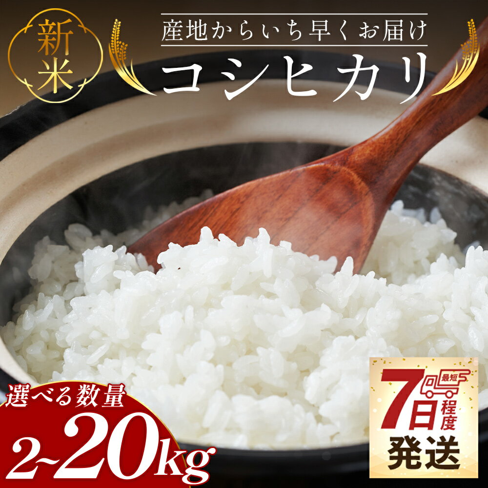 【ふるさと納税】【7日程度で発送】新米 令和7年産 コシヒカリ 2kg/5kg/10kg/20kg - 選べる 内容量 お米 おこめ 国産 米 精米 こしひかり ごはん 白米 ご飯 おにぎり おむすび 防災 非常食 備蓄 早い すぐ届く 早く届く スピード配送 スピード発送 高知県 香南市【常温】