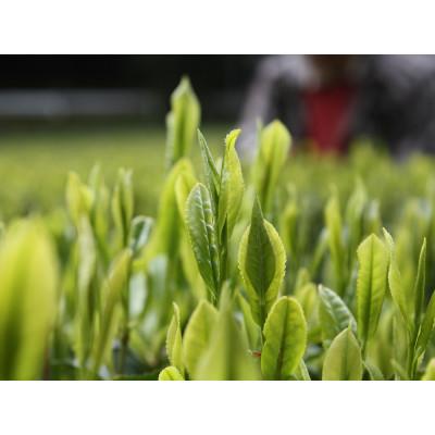 ふるさと納税 川根本町 生粋川根茶(23)澤本園の「茶心」50g袋×2本 |  | 02