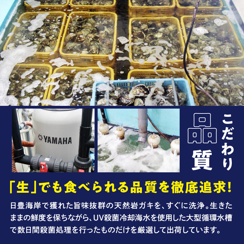 延岡産天然岩牡蠣（生食用）2026年4月15日から発送開始 10kg（小） N036-YZD025