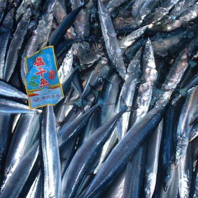 ふるさと納税 熊野市 さんま丸干し 10本 魚作商店 3代目の丸干し製法 |  | 03