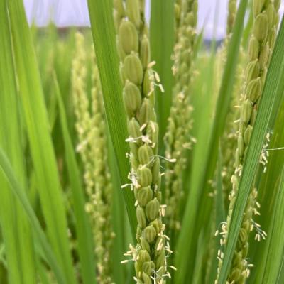 ふるさと納税 南あわじ市 農家直送!【奈良農園】淡路島産キヌヒカリ 5kg |  | 02