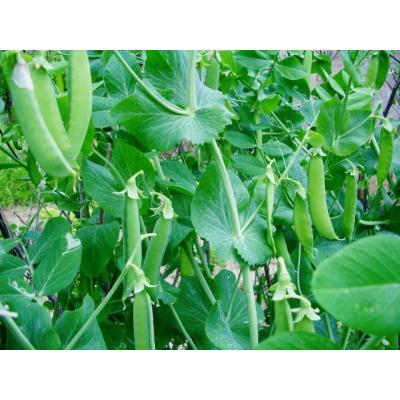 ふるさと納税 錦江町 《先行受付》期間限定!! 農家直送〜新鮮スナップエンドウたっぷり2kg (No.1395-1) |  | 01