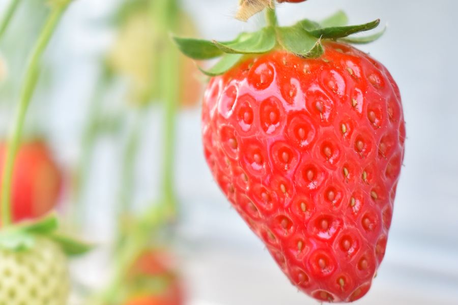 【先行予約】【古都華】【特選】 大粒 6粒 2026年1月発送  // いちご イチゴ 古都華 奈良 奈良県