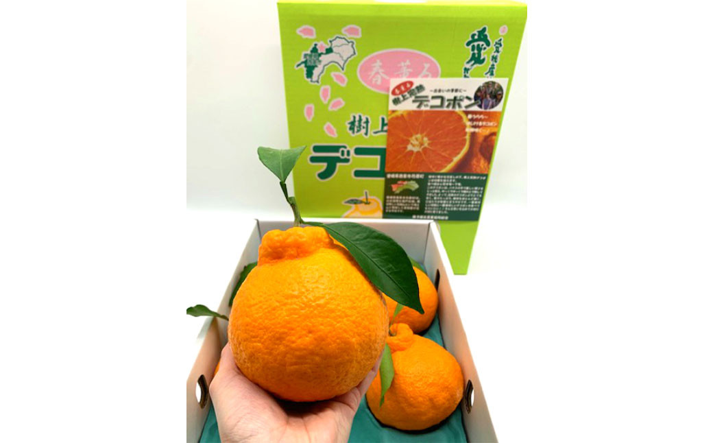 完熟 葉付き デコポン 4L～L 約3kg (725-1)
