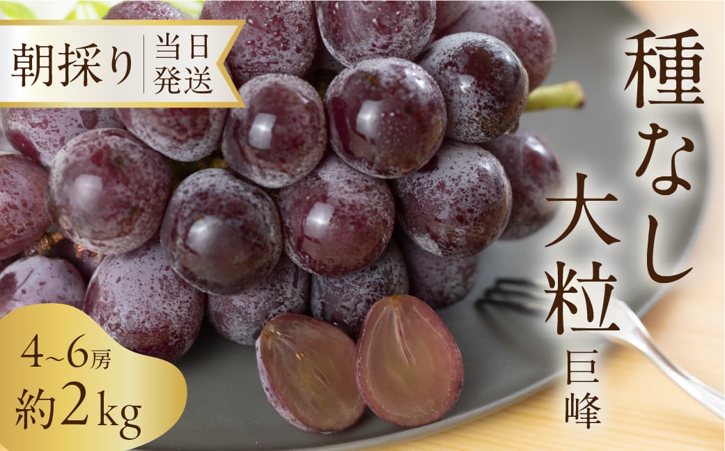 
            《先行予約》 種なし巨峰 約2kg 朝採り 当日発送 種なし 巨峰 大粒 果物 フルーツ ブランド 産地直送 生産者直送 農家直送 シャインマスカット 葡萄
          
