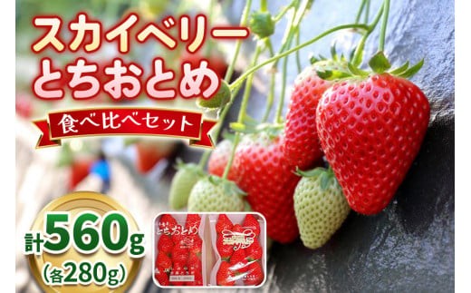 【2月以降発送】スカイベリー×とちおとめ 食べ比べセット 560g 澳原いちご農園  | いちご 苺 イチゴ フルーツ 果物 産地直送 栃木県産
