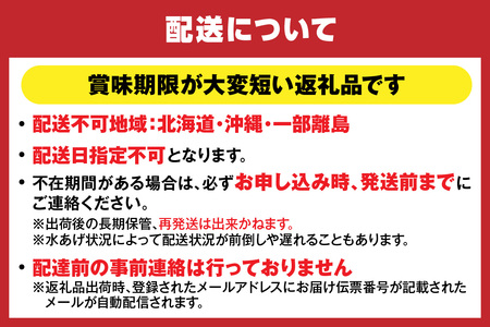 【先行予約】茹で セコガニ 5匹 約600g 冷蔵 【令和8年11月中旬以降発送予定】 カニ かに 37-03
