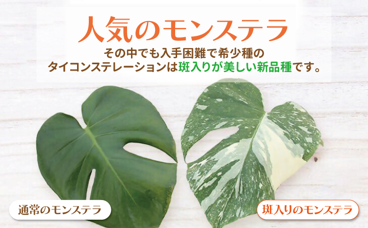 【森水木のラン屋さん】斑入り モンステラ タイ コンステレーション 2.5号ポット 栽培苗 植え替えセット付き ベージュ系素焼き鉢 熊本県 宇城市産 モンステラ 希少品種 観葉植物 インテリア グリー